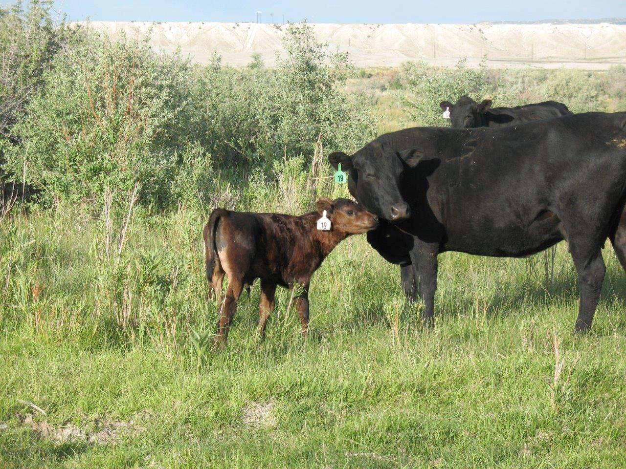 cow-calf2